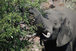 Pietermaritzburg, Durban, KwaZulu-Natal, Kim Breytenbach, Photographer, KZN, Kruger National Park
